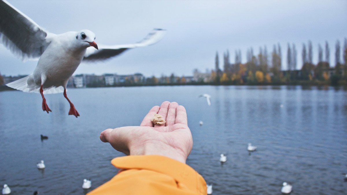 A hand outstretched feeding a seagull. Feeding birds is a great activity for people with dementia.